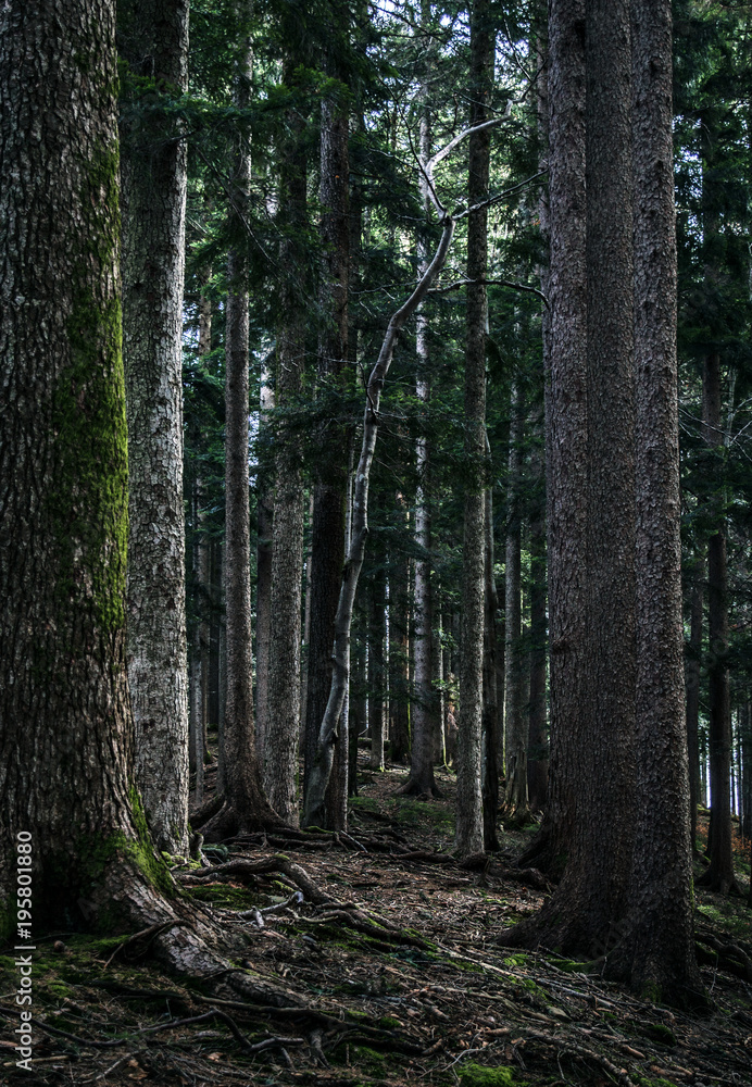 Mountain Forest, March Mountain Forest, March