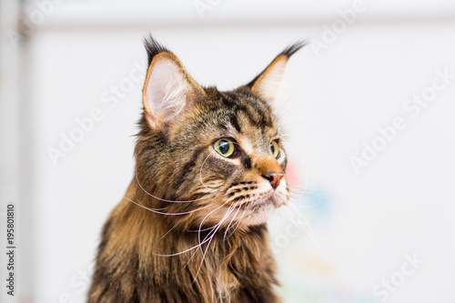 Fototapeta Naklejka Na Ścianę i Meble -  Adult cat Maine Coon portrait close-up