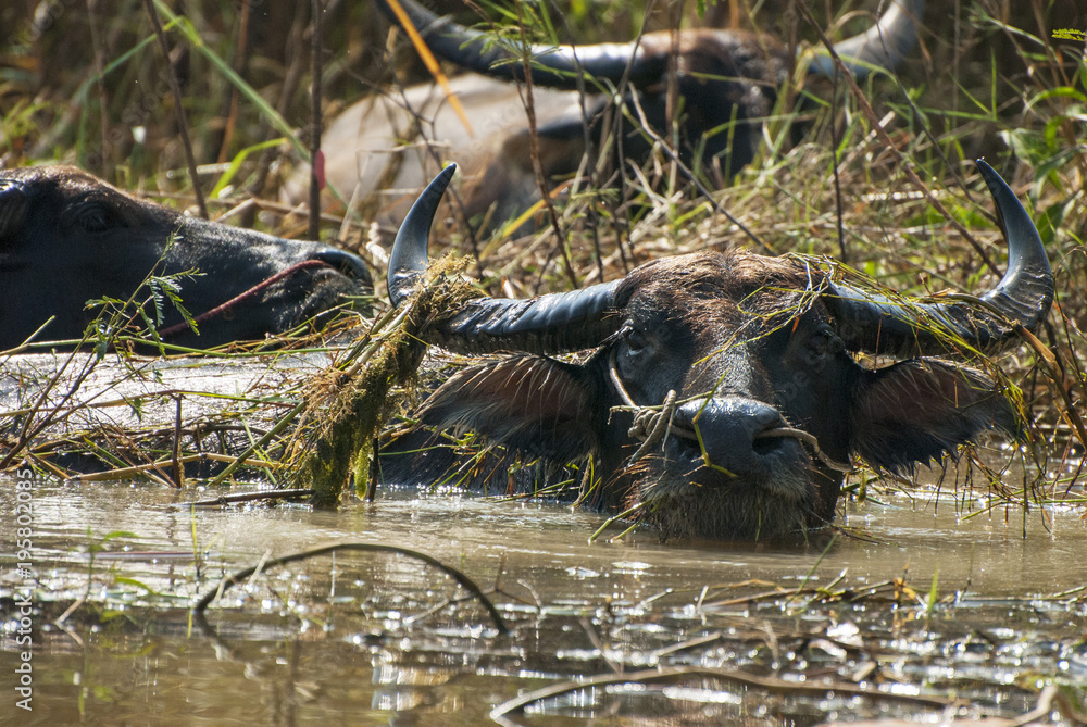 Obraz premium Buffalo in the marsh