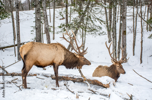 Fototapeta Naklejka Na Ścianę i Meble -  Elk Rattling Next to His Friend