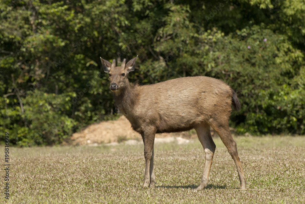 Sam bar deer, Khao Yai National Park Thailand Sam bar deer, Khao Yai National Park Thailand
