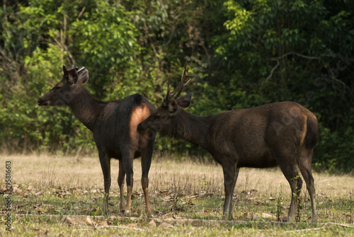 Male and female deer with lover