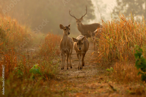 Sambar Deer at Thung Kamang, Chaiyaphum, Thailand photo