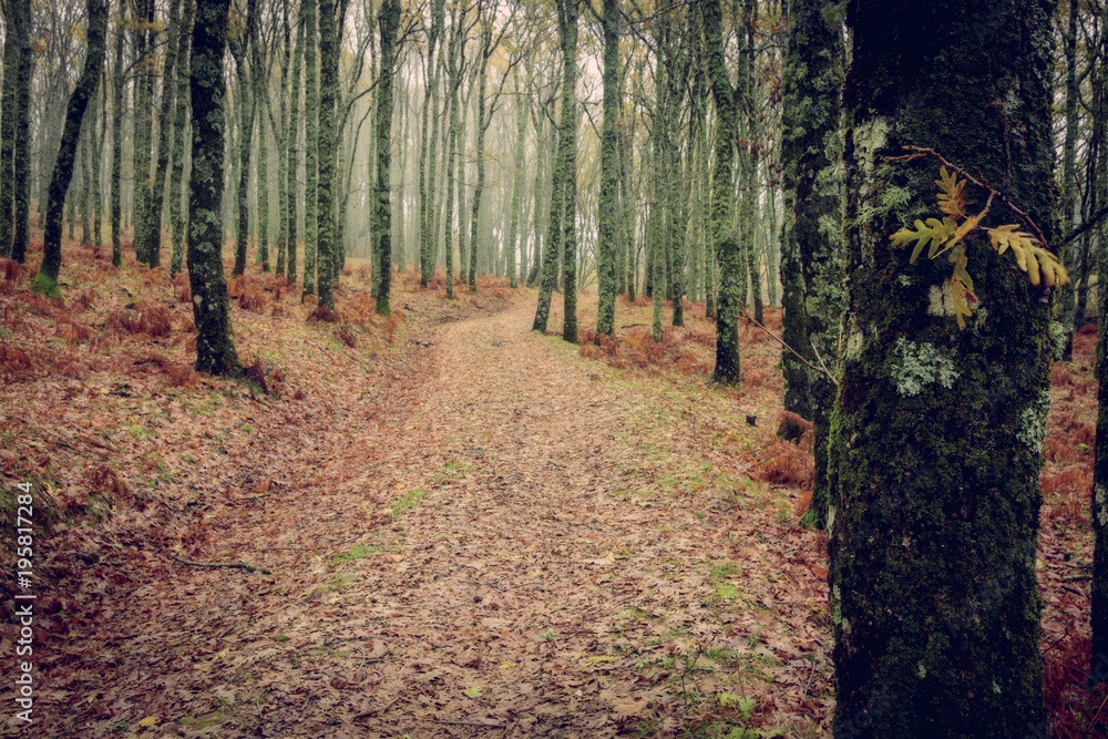 Obraz premium autumn forest