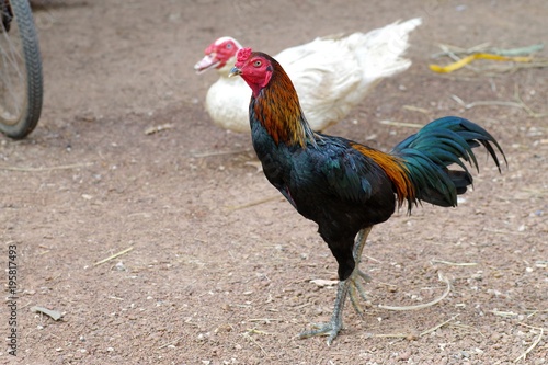 Thai fight cock in the farm at Thailand.