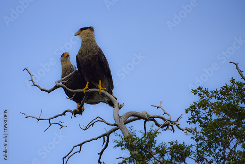 Southern crested Caracara perched in a tree within the Torres del Paine National Park, Chile © Mark