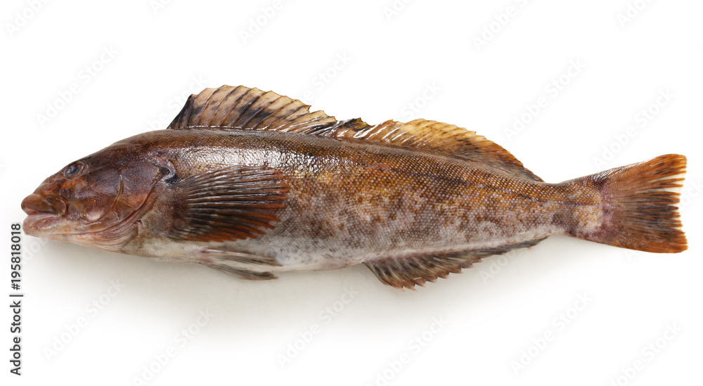 greenling isolated on white background greenling isolated on white background