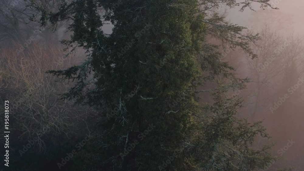 Lumberjack worker high in tree, aerial shot Lumberjack worker high in tree, aerial shot