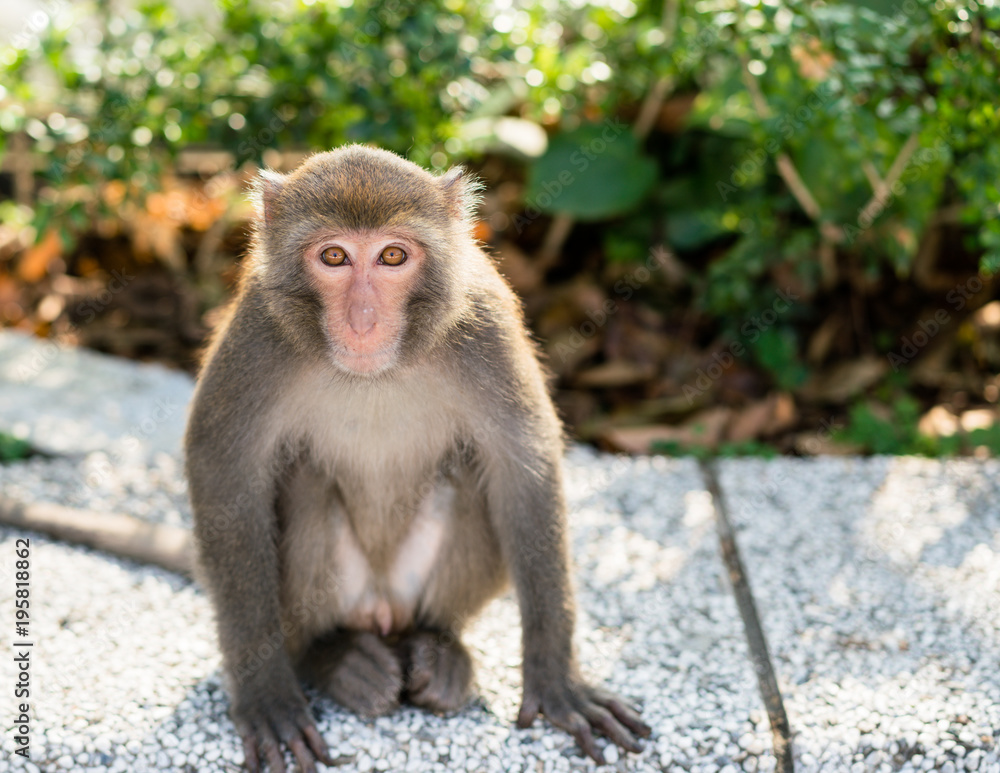 Wild Taiwanese Formosan rock macaque monkey Wild Taiwanese Formosan rock macaque monkey