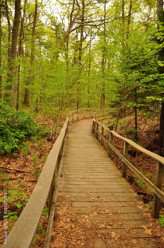 A nature trail through a beautiful green forest