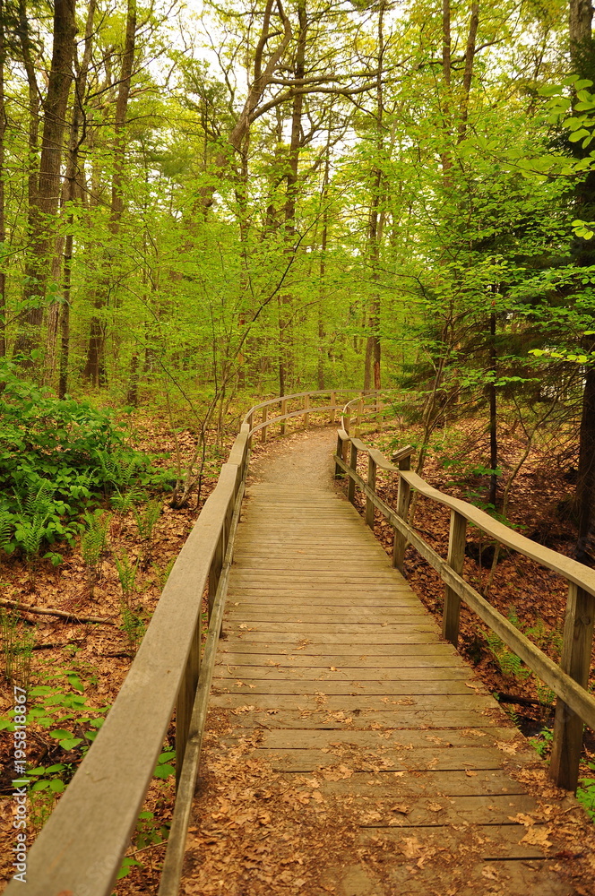 A nature trail through a beautiful green forest A nature trail through a beautiful green forest