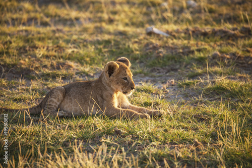 Fototapeta Naklejka Na Ścianę i Meble -  Lion cub in Amboseli National Park, Kenya