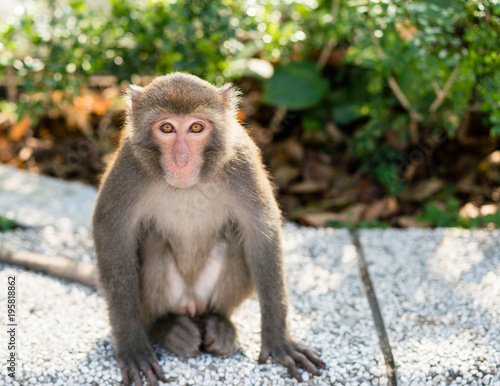 Wild Taiwanese Formosan rock macaque monkey © Keitma