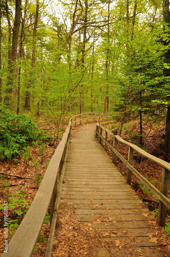 A nature trail through a beautiful green forest
