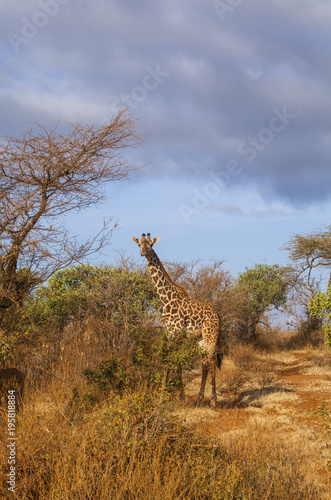 Giraffe in Tsavo West National Park  Kenya.