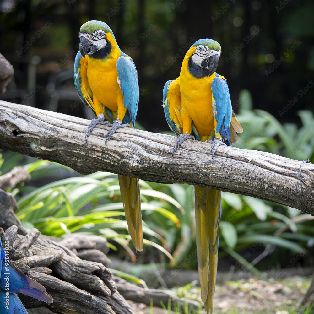 Blue and Yellow Macaw Parrot , Ara ararauna , also known as the Blue and Gold Macaw in Bangkok, Thailand