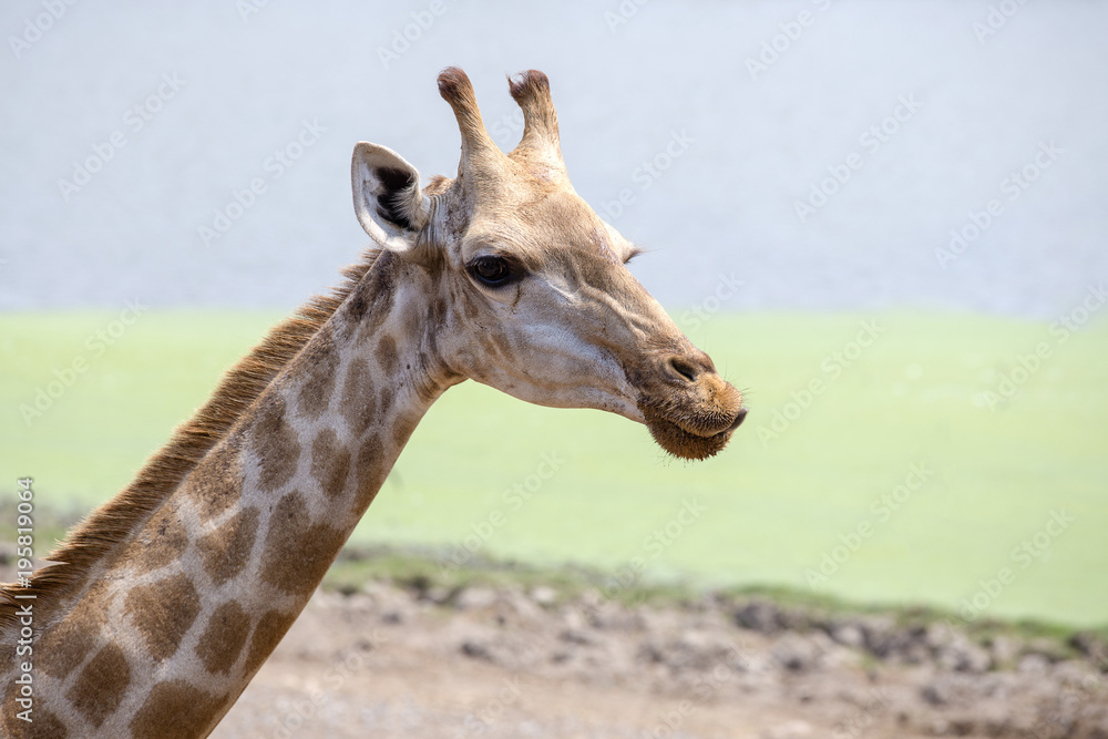 Obraz premium Portrait of a curious giraffe, Giraffa camelopardalis in wildlife sanctuary near Bangkok, Thailand