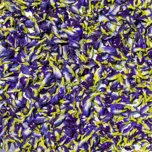 Background and texture of dry blue butterfly tea flowers, close up, Thailand