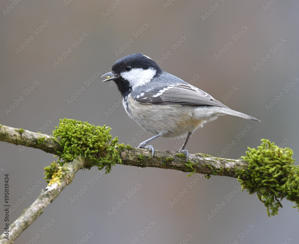 Fototapeta premium Tannenmeise auf Ast