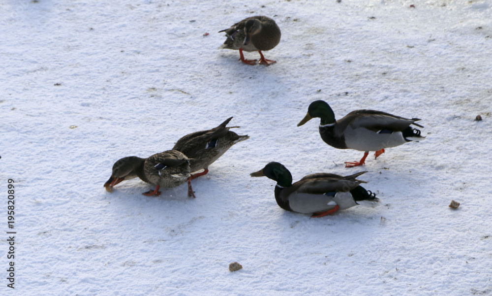 Fototapeta premium Flock ducks on frozen pond in snowy park