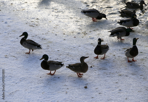 Flock ducks on frozen pond in snowy park
