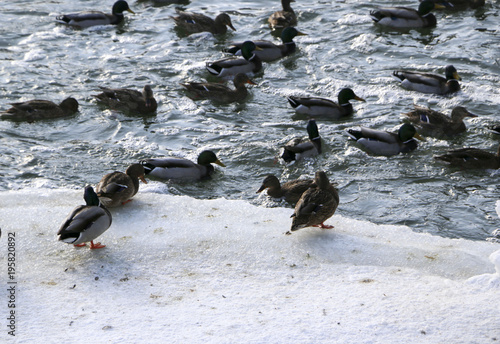 Flock ducks on frozen pond in snowy park