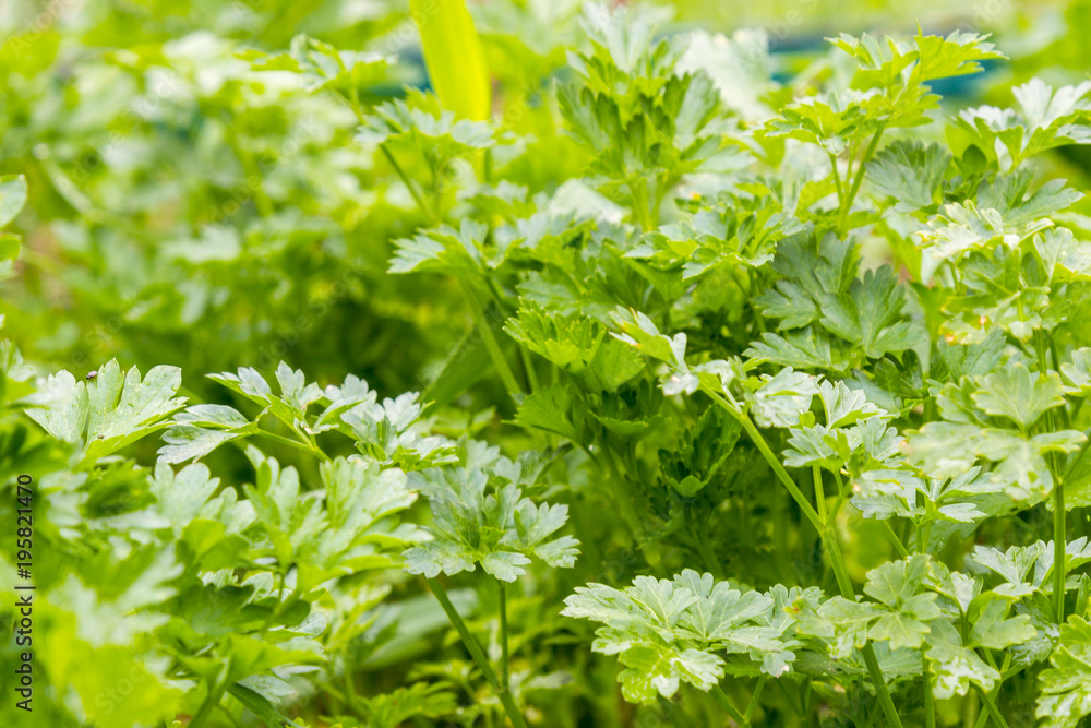 Fresh green parsley growing in garden. Parsley macro. Parsley bed. Natural herb planting. flavoring herbs growth. Parsley background. vegetable herb. Healthy food. Horticulture. row vegetarian food Fresh green parsley growing in garden. Parsley macro. Parsley bed. Natural herb planting. flavoring herbs growth. Parsley background. vegetable herb. Healthy food. Horticulture. row vegetarian food