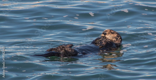 California Sea Otters © Neil Aronson