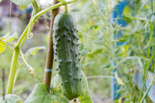 Green cucumber in the garden. Organic food. Household