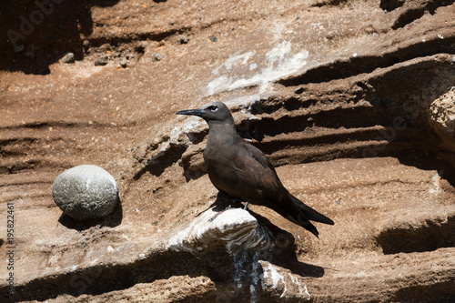 Brown Noddy (Anous stolidus galapagensis), resting on a rocky ledge on Isabela Island, Galapagos. photo