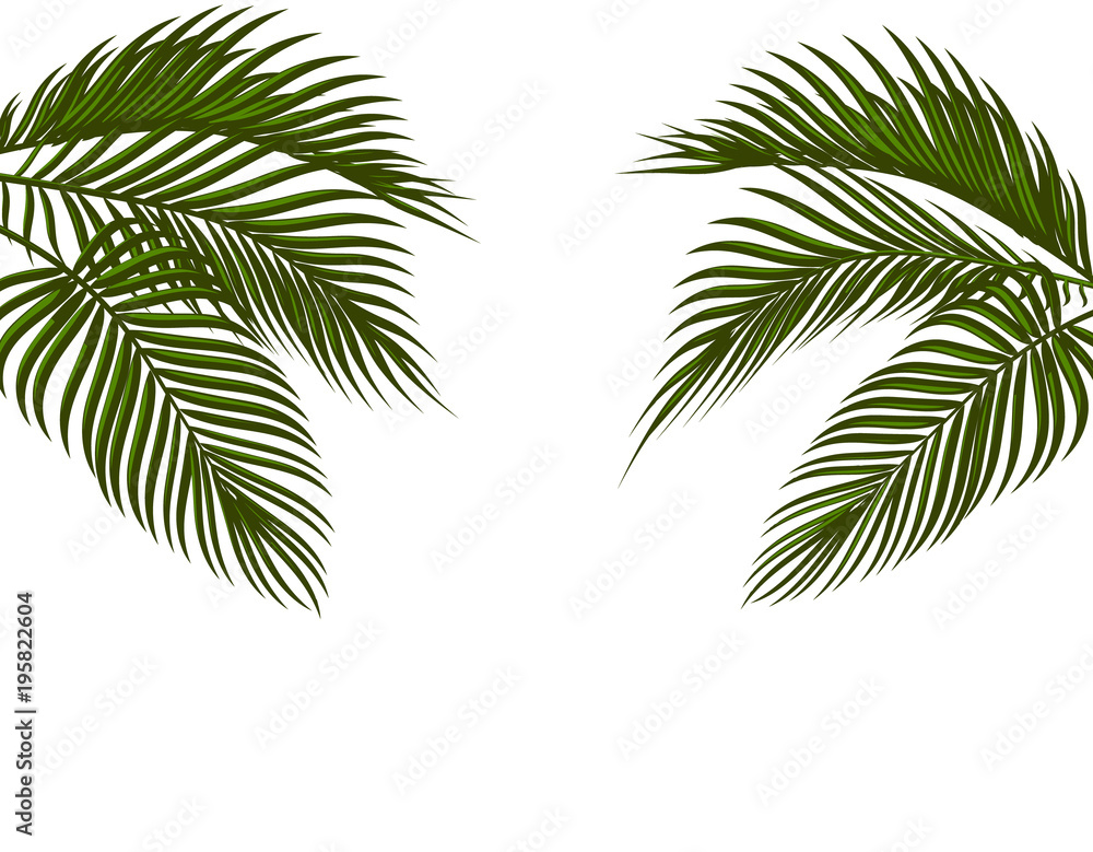 Fototapeta Different in form tropical dark green palm leaves on both sides. Isolated on white background without a mesh and gradient. illustration