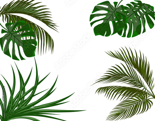 Green leaves of tropical palm trees. Monstera  agave. Isolated on white background. illustration