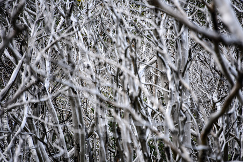 Forest of burnt Lenga (Nothofagus pumilio) trees, Torres del Paine, Patagonia, Chile photo