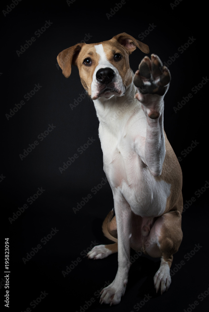 Portrait of Fawn and White Colored Dog of Mixed Breeds on Dark Background