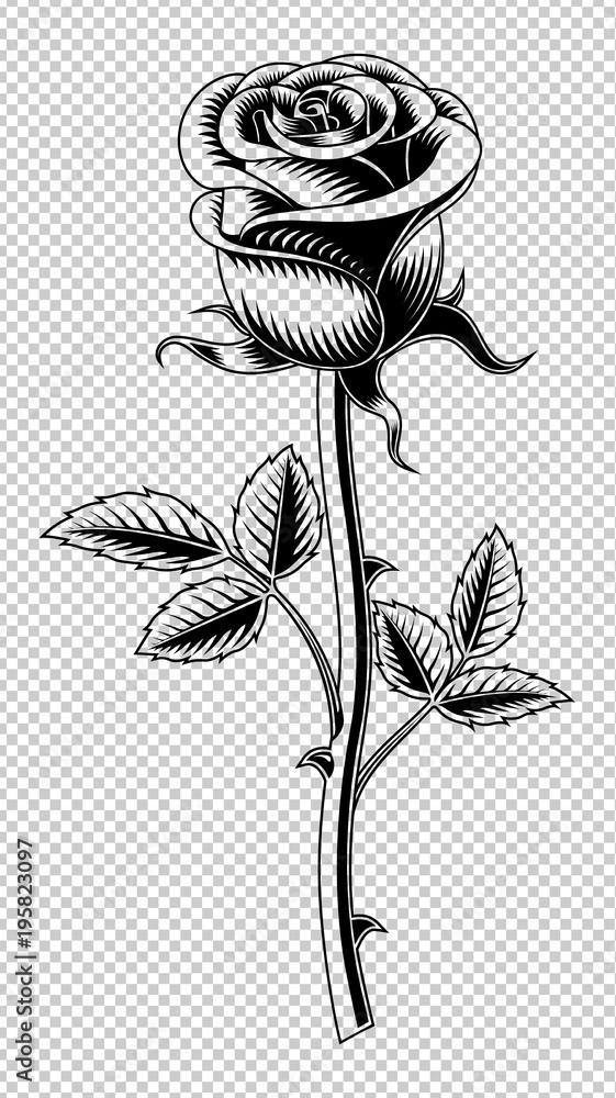 Rose flower, Isolated on transparent background. Stock Vector | Adobe Stock