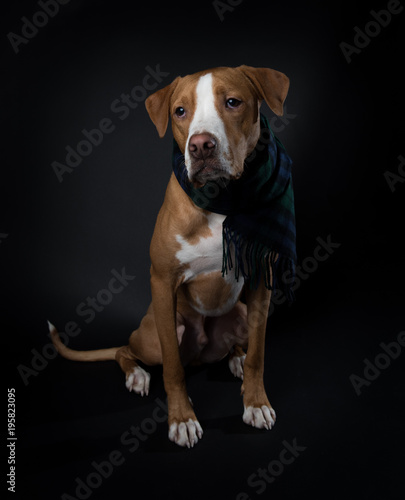 Portrait of Fawn and White Colored Dog of Mixed Breeds on Dark Background