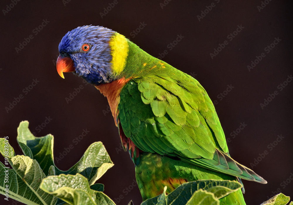 Rainbow Lorikeet Rainbow Lorikeet