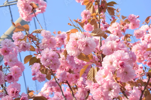 電線と桃の花