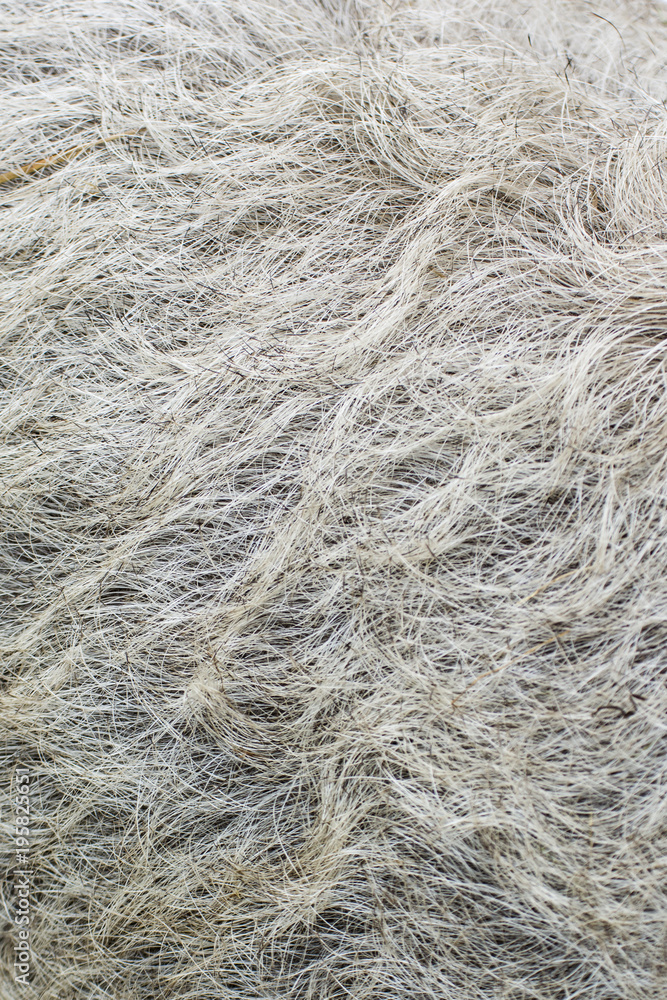 Obraz premium Detail of a brown pig's coat.