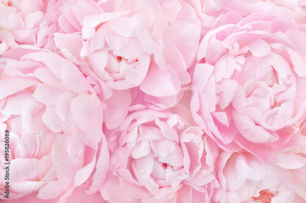 Fototapeta Kwitnąca delikatna piwonia o pastelowym różu