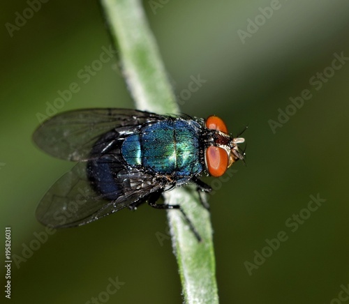 Greenbottle fly roosting on a plant stem, facing right with compound eye details. © Brett