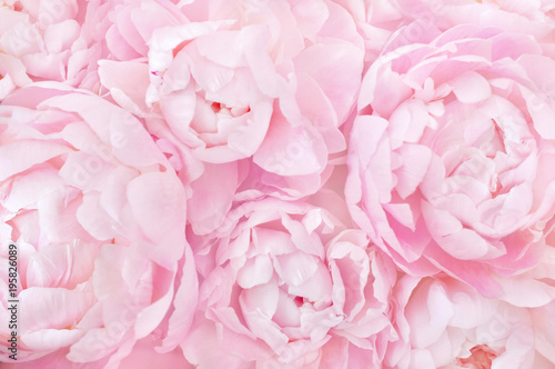 Samolepka Summer blossoming delicate peony frame, blooming peonies flowers festive backgro