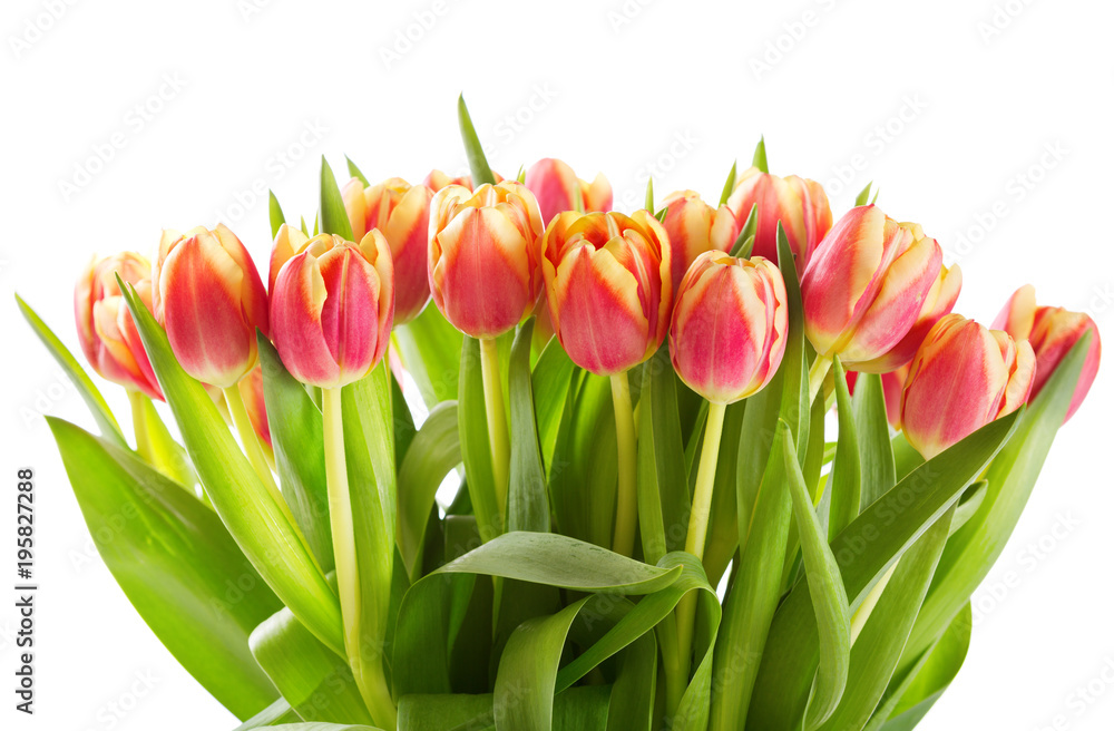 red tulips isolated on white background red tulips isolated on white background