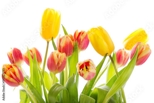 Fototapeta Naklejka Na Ścianę i Meble -  colorful tulips isolated on white background