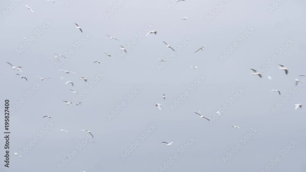 flock of birds flying overhead flock of birds flying overhead