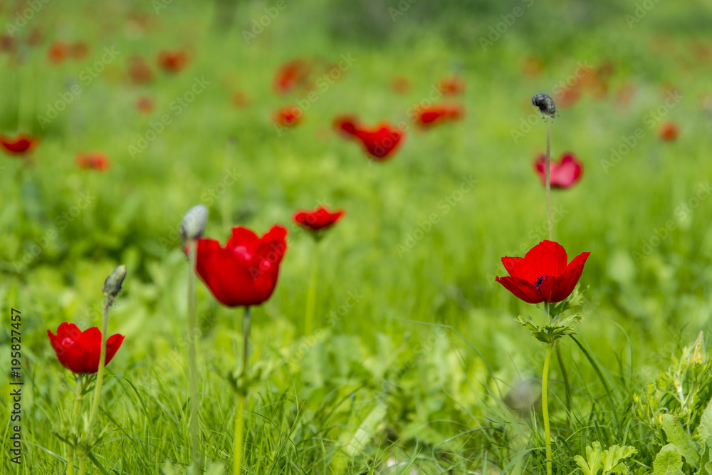 Fototapeta premium Anemone Flower blooming