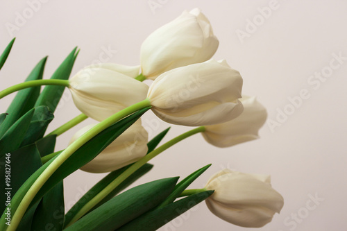 Beautiful white gentle tulips close-up on a white background.