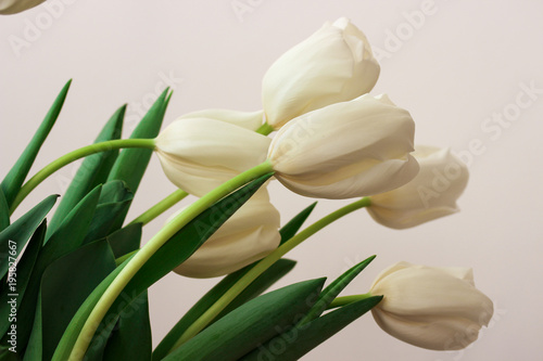 Beautiful white gentle tulips close-up on a white background.