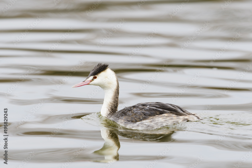 カンムリカイツブリ冬羽(Great Crested Grebe) カンムリカイツブリ冬羽(Great Crested Grebe)