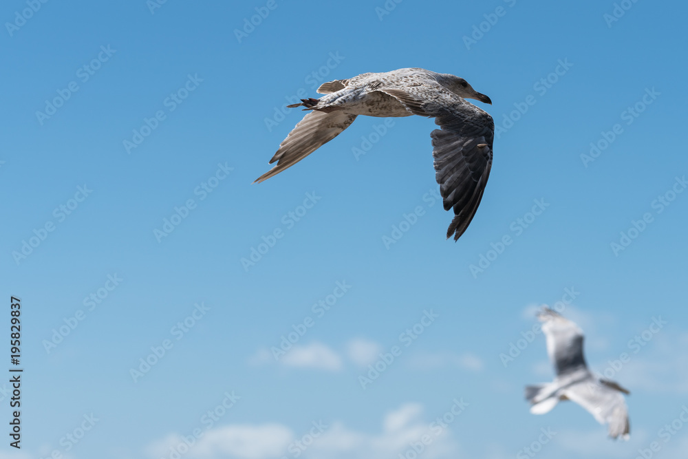 Fototapeta premium A Seagull Flying In The Sky